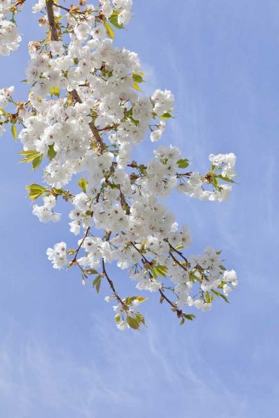 Washington, Seabeck Cherry blossoms
